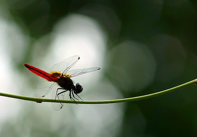 Odonata