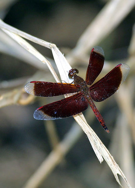 Ecdysozoa