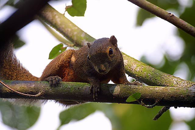 What are some squirrel adaptations?