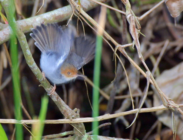 Passeriformes