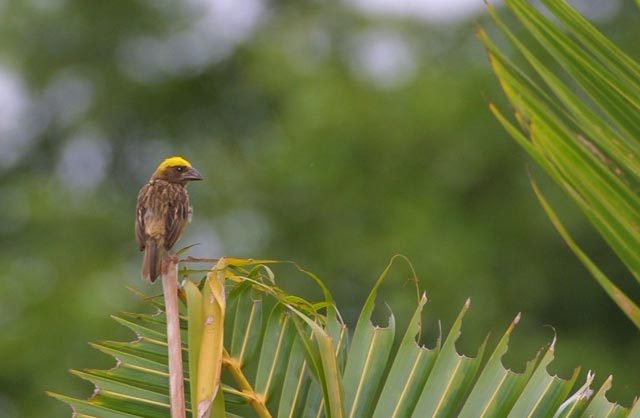 Passeriformes