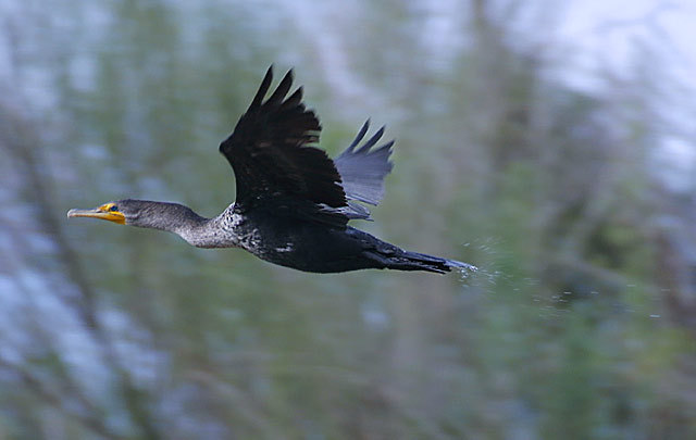 Phalacrocoracidae