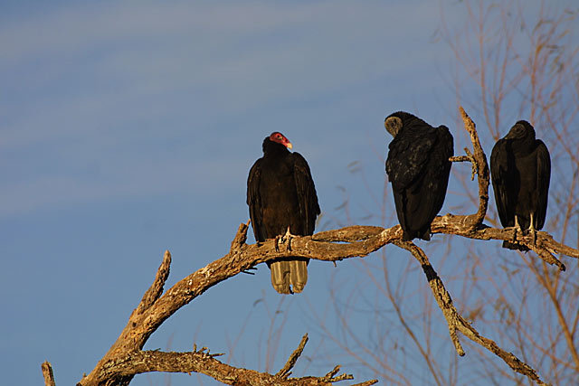 1135405.BlackTurkeyVultures