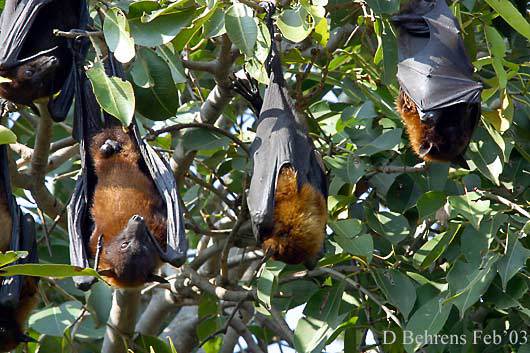 12971909.FlyingFoxes2