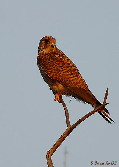 Falconiformes