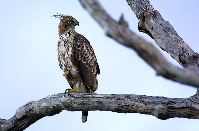 Spizaetus cirrhatus