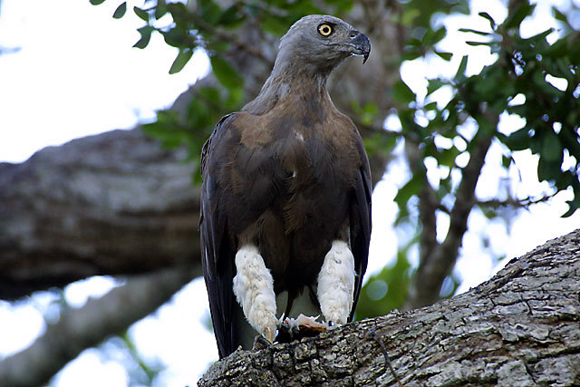 Falconiformes