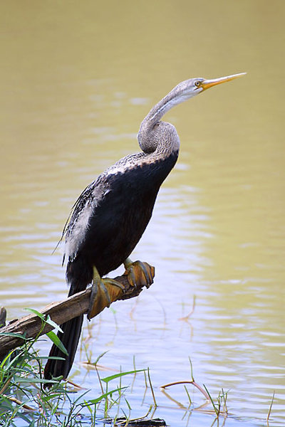 Anhingidae