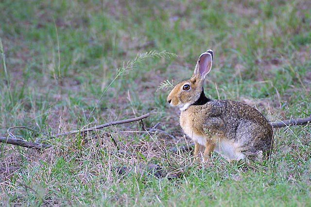 Lepus