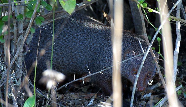 Herpestes edwardsi (Indian gray mongoose)