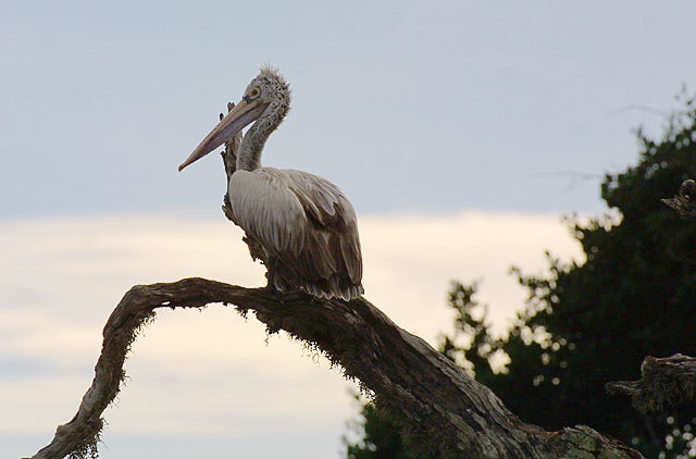 Eumetazoa