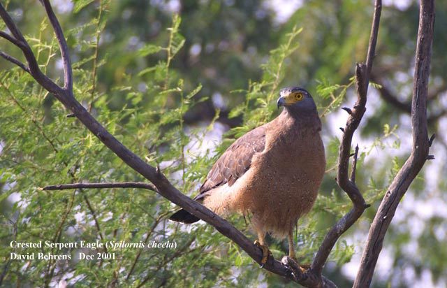 Spilornis cheela