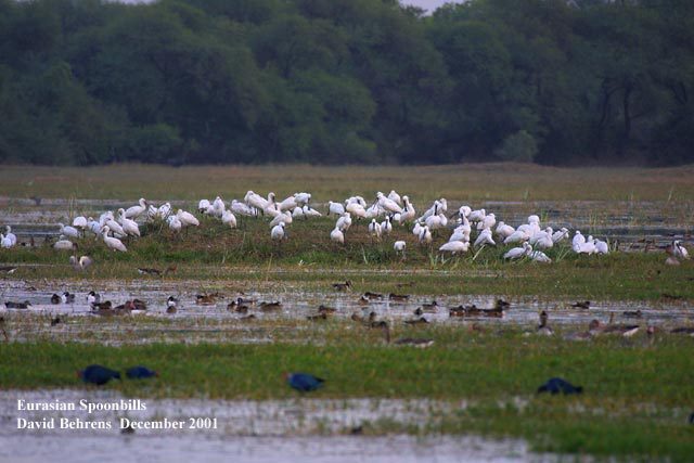 874479.EurasianSpoonbills