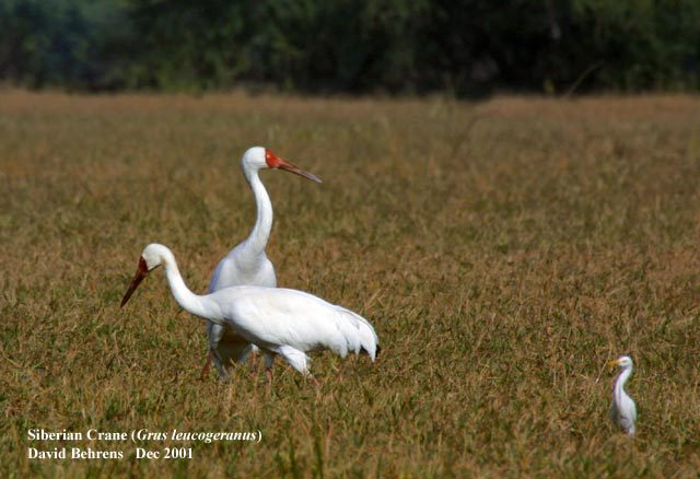 Grus leucogeranus