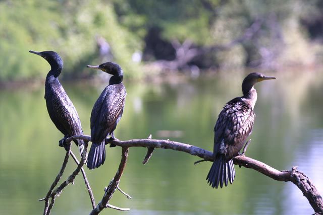 Phalacrocorax fuscicollis