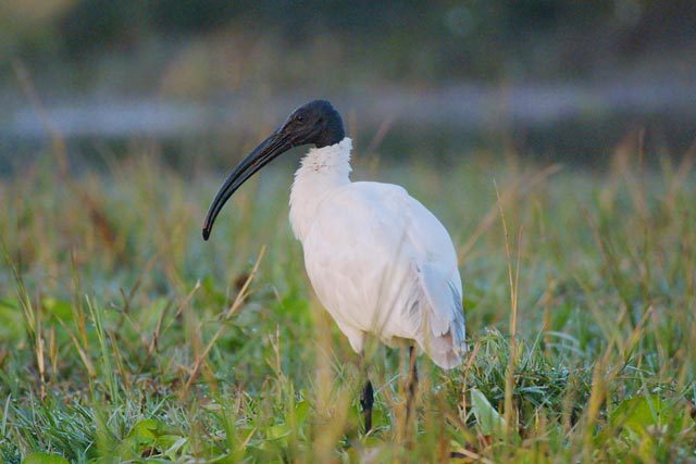 Ciconiiformes