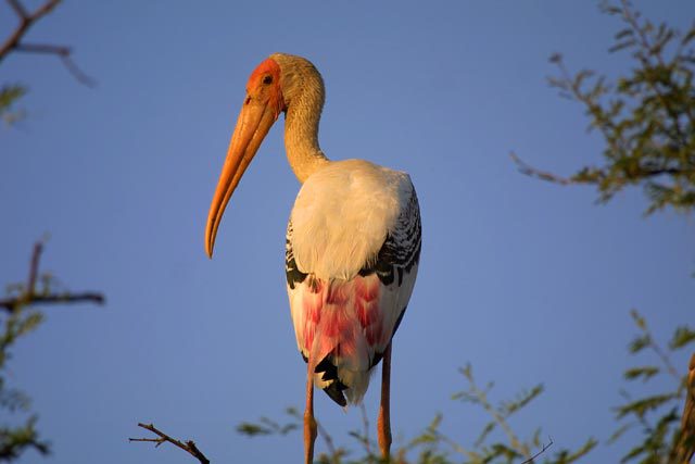 875031.PaintedStork