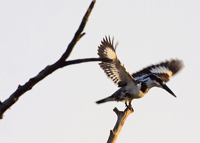 875056.PiedKingfisher