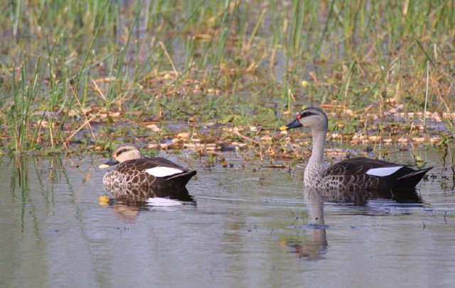 Anseriformes