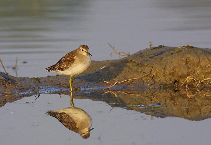 Charadriiformes