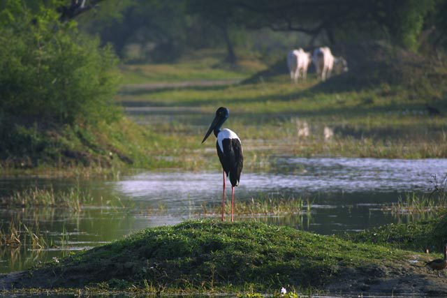 Ephippiorhynchus asiaticus