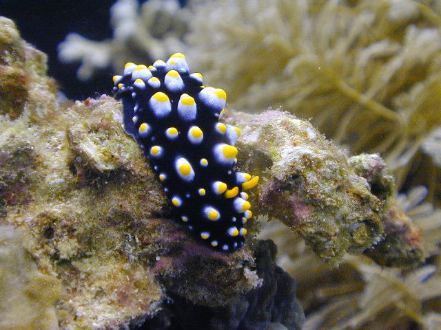 Nudibranchia