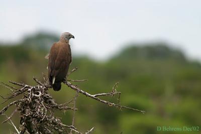 Falconiformes