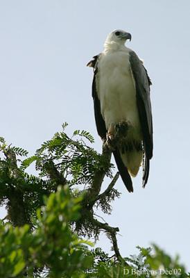 Haliaeetus leucogaster