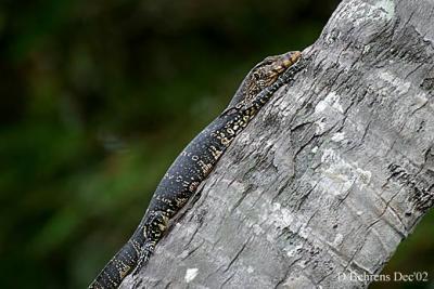 Varanus