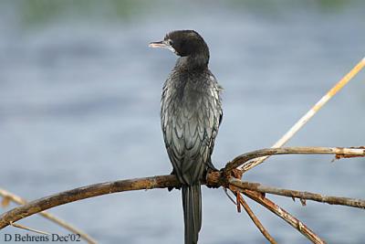 Phalacrocorax niger