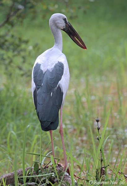 ASianopenbill2