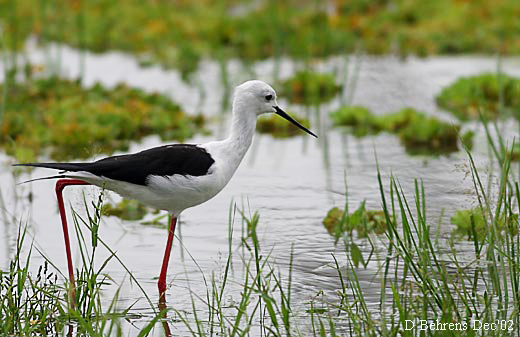 Charadriiformes