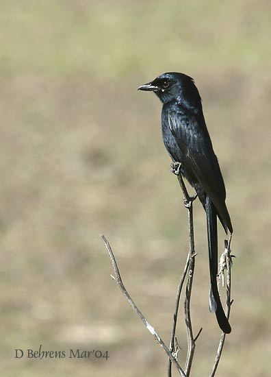 BlackDrongo