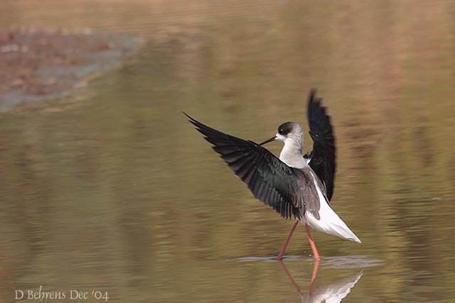 Himantopus