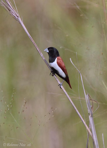 Passeriformes