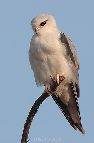 Falconiformes