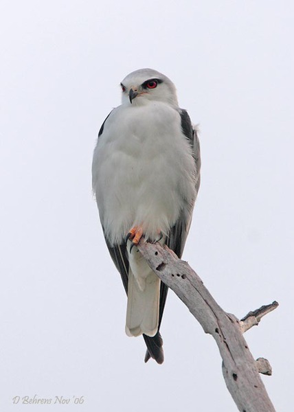 BlackshoulderedKite2