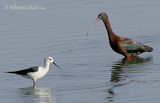 Ciconiiformes