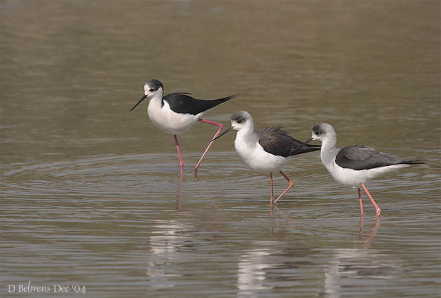 Charadriiformes