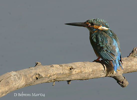 Coraciiformes