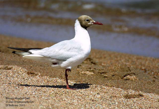 Charadriiformes