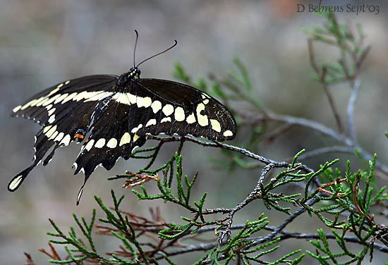 Papilio cresphontes