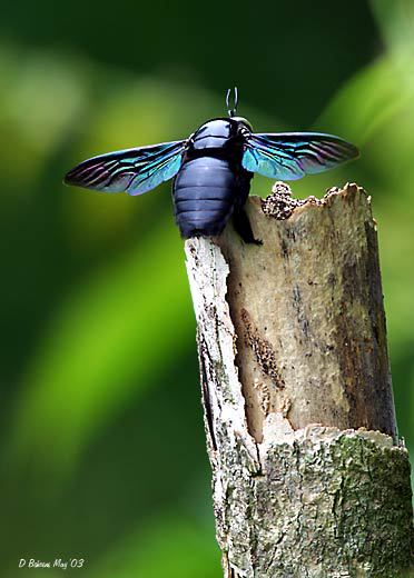 Xylocopa