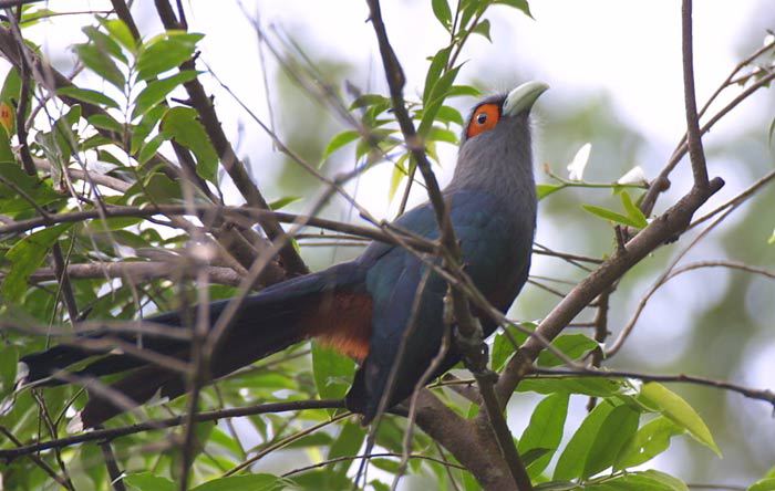 Cuculiformes