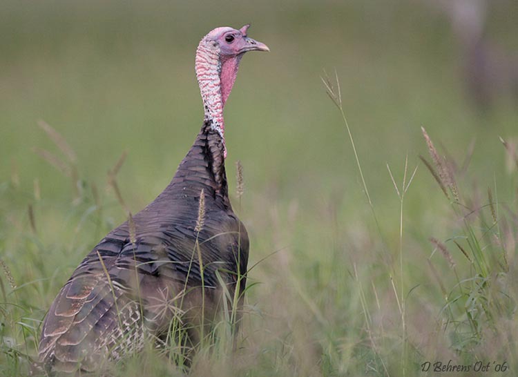 Meleagris gallopavo