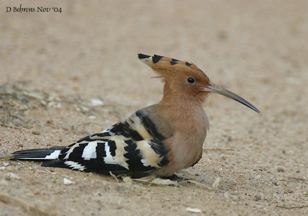 CommonHoopoe