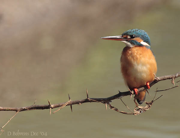 Coraciiformes