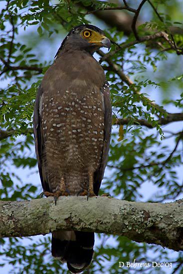 Falconiformes