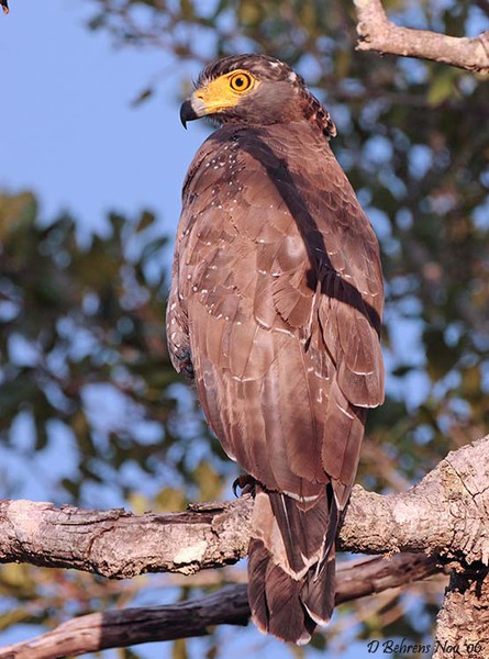 Falconiformes