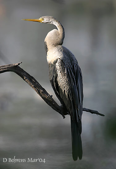 Anhingidae